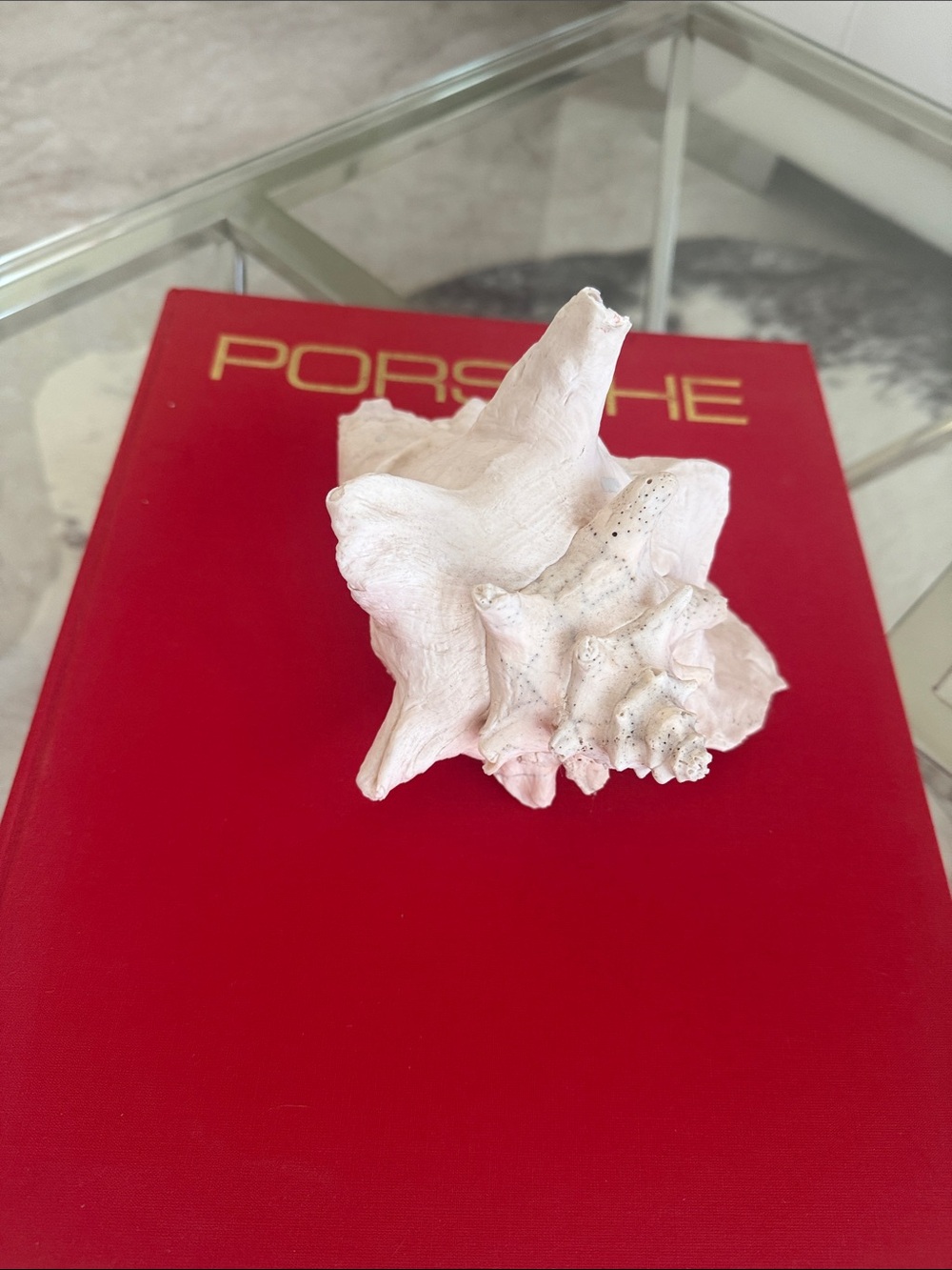 Conch Shell - Picture 6 of 6